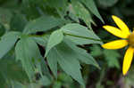 Cutleaf coneflower